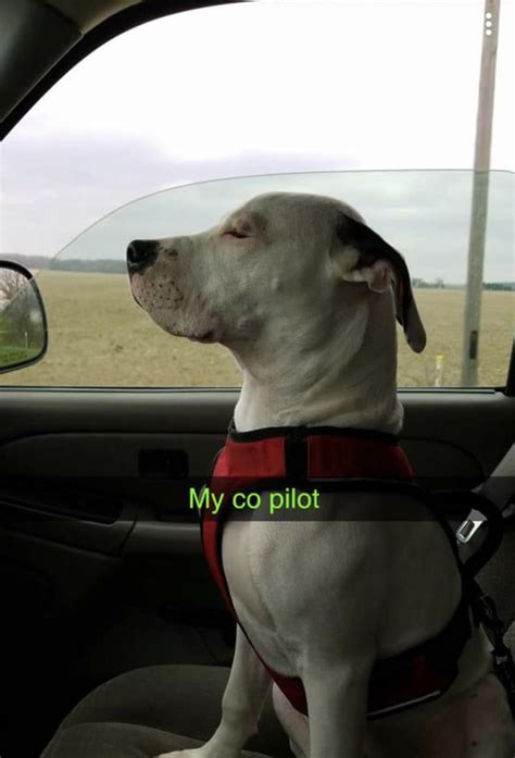 Rescue Pitty attacks owner’s husband and daughter, is very aggressive