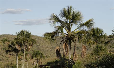 Desmatamento Triplica No Cerrado E Cai Pela Metade Na Amaz Nia Em