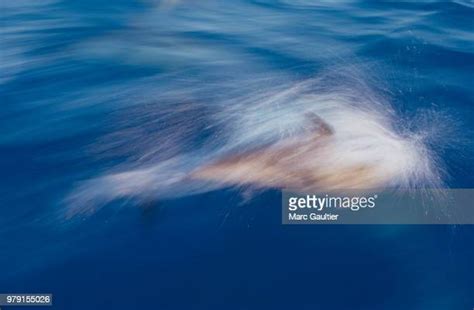 1,487 Spotted Dolphin Stock Photos, High-Res Pictures, and Images ...