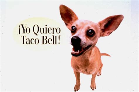 Taco Bell Ad Star Gidget The Chihuahua Dies At 15 The Dickinson Press News Weather Sports