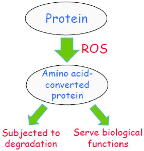 Scheme Depicting The Fate Of Amino Acid Converted Proteins In Response Download Scientific