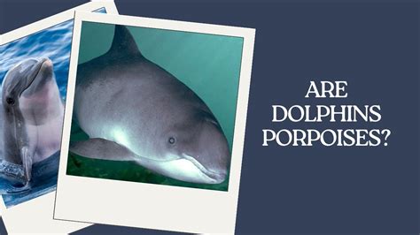 Are Dolphins Porpoises? The Truth Unveiled | DolphinXpert