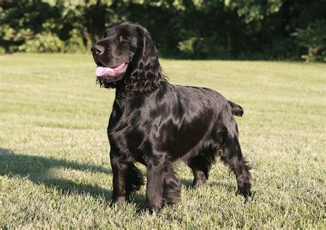 Field Spaniel Colors, Patterns, and Markings | Showsight