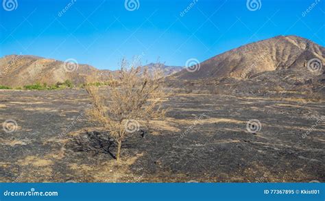 Tree In Burned Savanna Stock Image Image Of Valley Santa 77367895