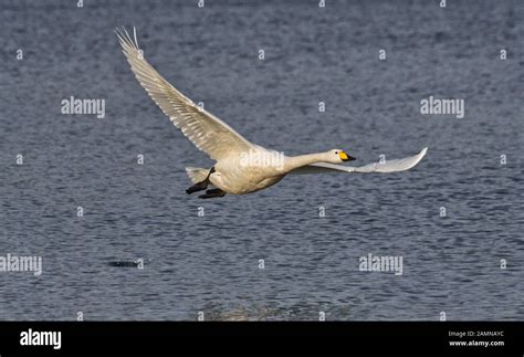 Whooper Swan In Flight Stock Photo Alamy