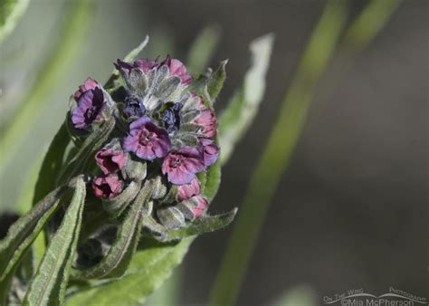 Hounds Tongue Blooming In The Wasatch Mountains On The Wing Photography