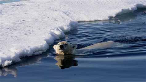 Swimming Polar Bear Svalbard Graham Boulnois