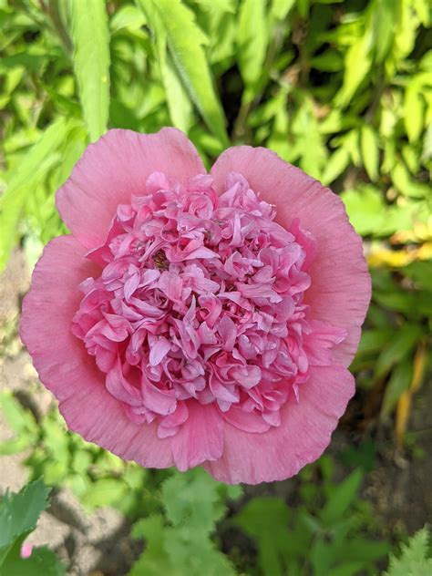 Poppies In My Flower Garden The Martha Stewart Blog