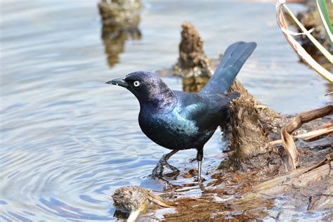 Brewer S Blackbird Euphagus Cyanocephalus Male Burnaby L David