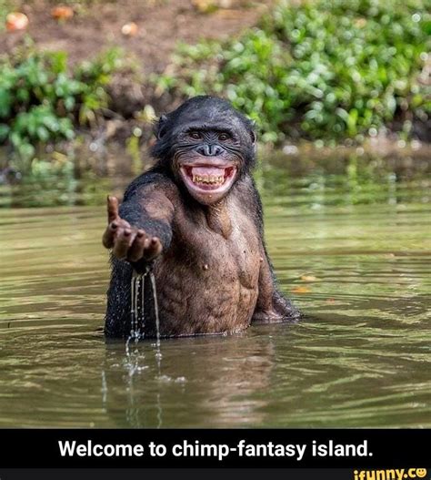 Welcome to chimp-fantasy island. - iFunny | Chimpanzee, Animal planet, Chimp