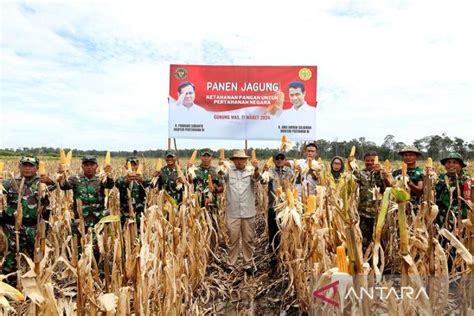 Kementerian Pertahanan Panen Jagung Di Kawasan Food Estate Kalteng