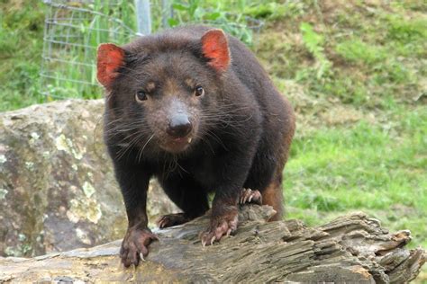Biology Corner Tasmanian Devil at Eva Brown blog