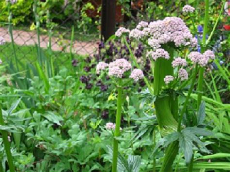 Kozłek lekarski Valeriana officinalis Ogrodniczo Działkowe Forum