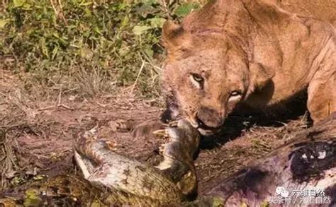 貓的獵物哪能被魚搶？鱷魚想搶雌獅獵物反被雌獅咬住 每日頭條