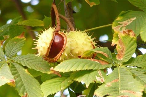 6 Common Nut Trees In Pennsylvania Photos Identification Regional