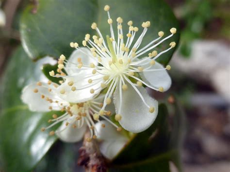 Eugenia Uniflora L 1753 MYRTACEAE Fotografiado En Las P Flickr