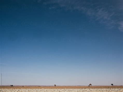 Miniature Camels In The Desert By Stocksy Contributor Martin Matej