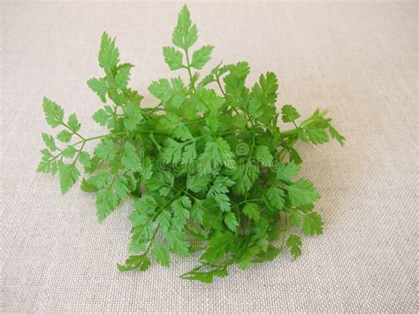 A Herb Bouquet with Fresh Garden Chervil Stock Photo - Image of fresh, meadow: 250478856