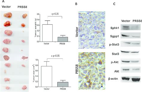 PRSS8 Inhibited Colon Cancer Cell Growth In Nude Mice A 1 5x10 6