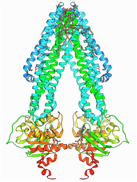 Atp Binding Cassette Transporter By Science Photo Library