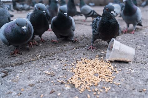 Pigeon Infestation Case Study Ultimate Pest Control