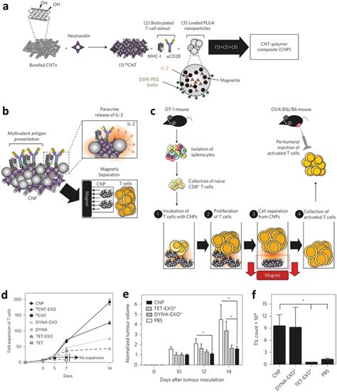 Artificial Antigen‐presenting Cells For T Cell Therapy A Schematic