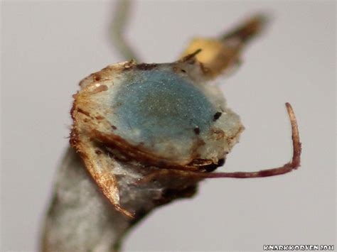 Shroomery Pholiotina Smithii