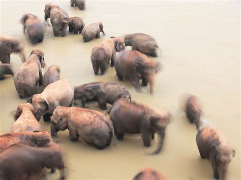 the striped elephant