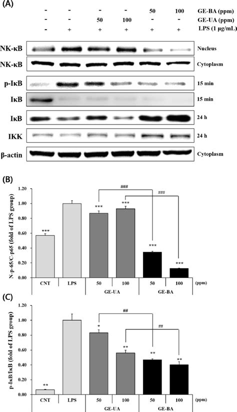 Effect Of Gsbs Bioconversion On Nf κb Signaling Pathway A Western