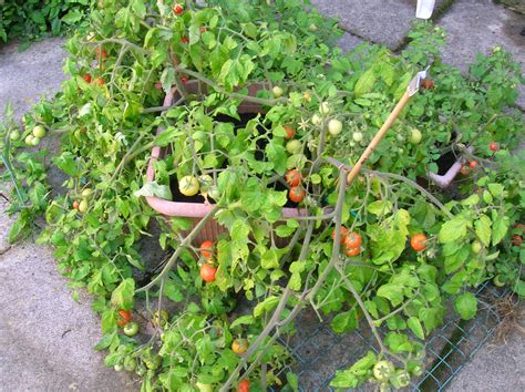 Growing Cherry Tomatoes In Containers