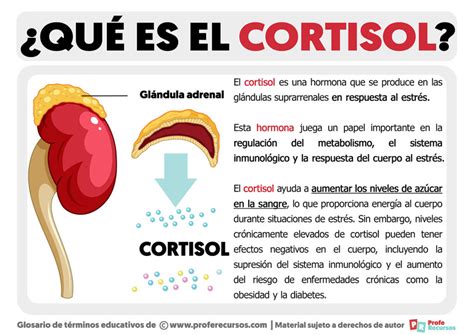 Qué Es El Cortisol Definición De Cortisol