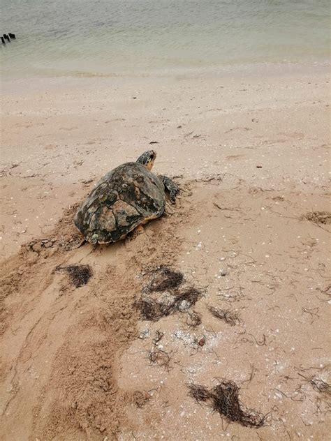 Empieza La Temporada De Eclosi N De Tortugas En La Costa De Yucat N