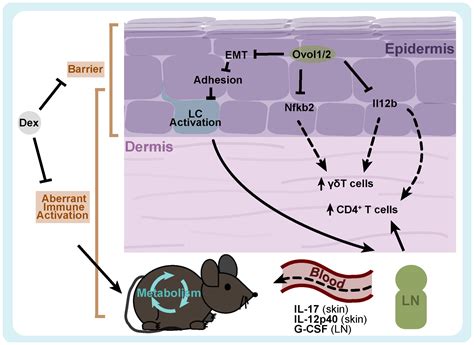 Ovol Lossinduced Epidermal Defects Elicit Skin Immune Activation