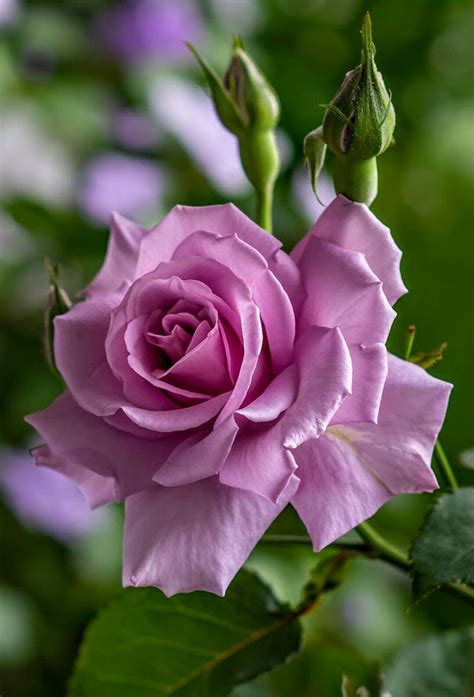 Pin on РОЗЫ | Beautiful rose flowers, Pretty flowers, Beautiful roses