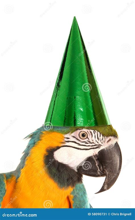 Parrot Wearing A Birthday Party Hat Stock Image Image Of Parrot