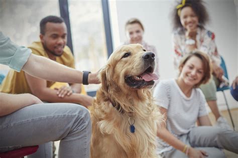 Do Handlers Impact The Success Of Therapy Dog Sessions