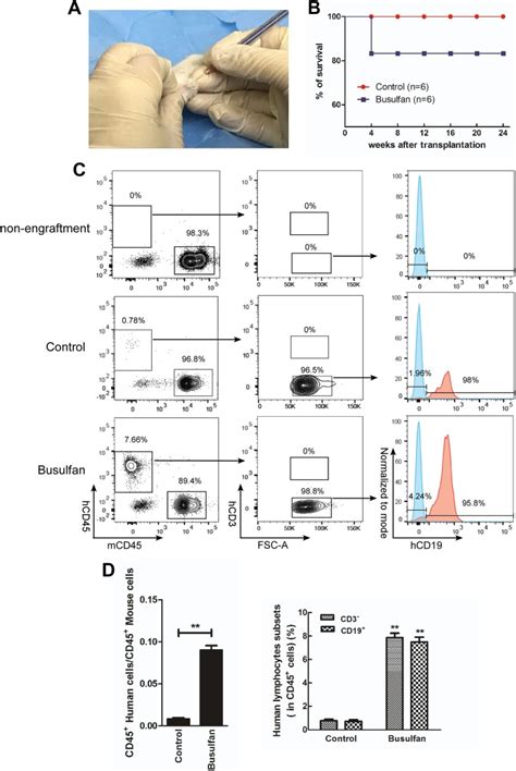 The Preconditioning Of Busulfan Promotes Efficiency Of Human CD133