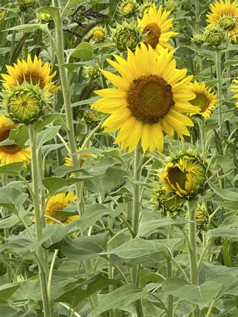 Hancock... - Hancock County Indiana Extension Homemakers