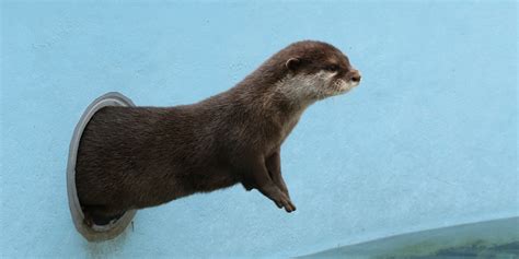 Otter Knows How to Make an Entrance — The Daily Otter