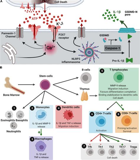 Frontiers Role Of P X Receptors In Immune Responses During