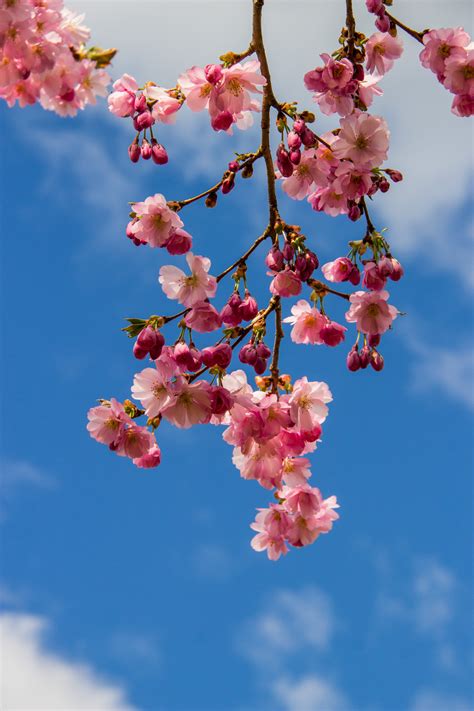 Fondos De Pantalla Rama Flor De Cerezo Rosado Primavera Rbol