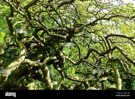 Arbre Torsad Old Caragana Arborescens Pendula Photo Stock Alamy