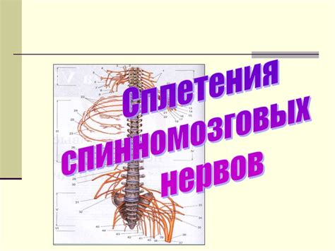 Спино-мозговые нервы - презентация онлайн