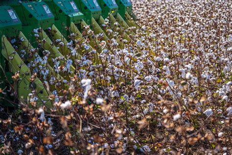 Cotton Plants Being Harvested · Free Stock Photo