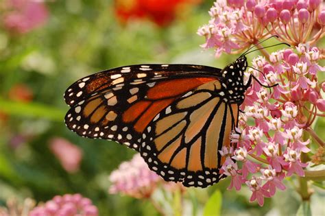 Buscan Salvar Mariposa End Mica De Ecatepec Cadena Politica