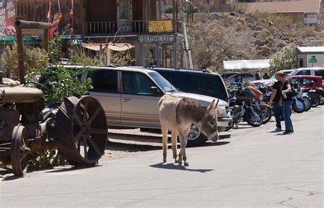 The Wild Burros of Oatman, Arizona | Amusing Planet