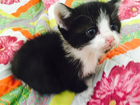 Tuxedo Cats For Sale