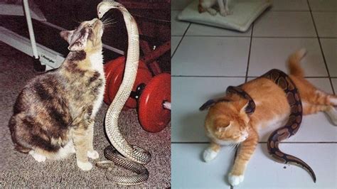 6 Momen Persahabatan Kucing Dengan Ular Tak Takut Meski Kobra Hot