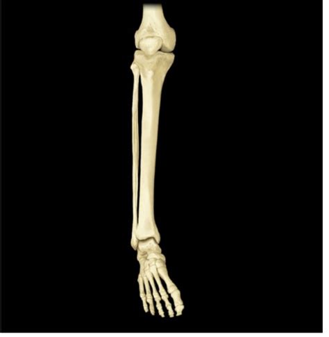 Label the bones of the leg and foot. Diagram | Quizlet