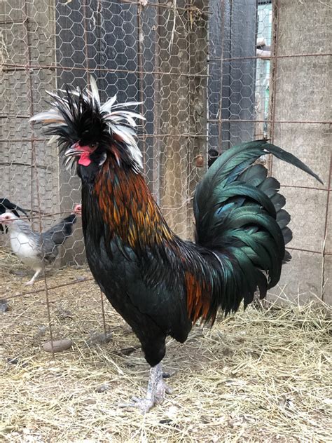 Golden Polish Rooster